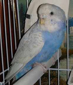 Becco rovinato